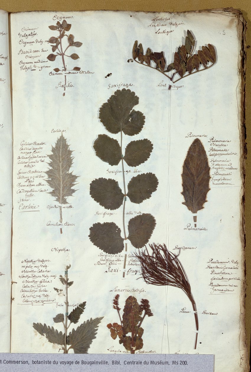 Herbário de Philibert Commersons (1727-1773) de French School