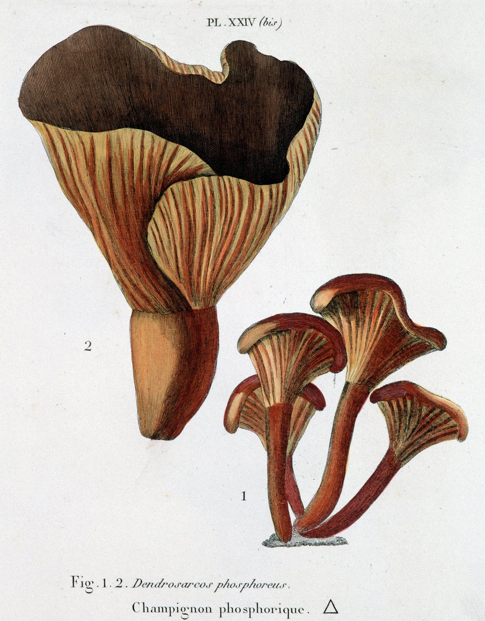 Cogumelo fosfórico em Jean Jacques Paulet "Traité des champignons", final do século XVIII de French School