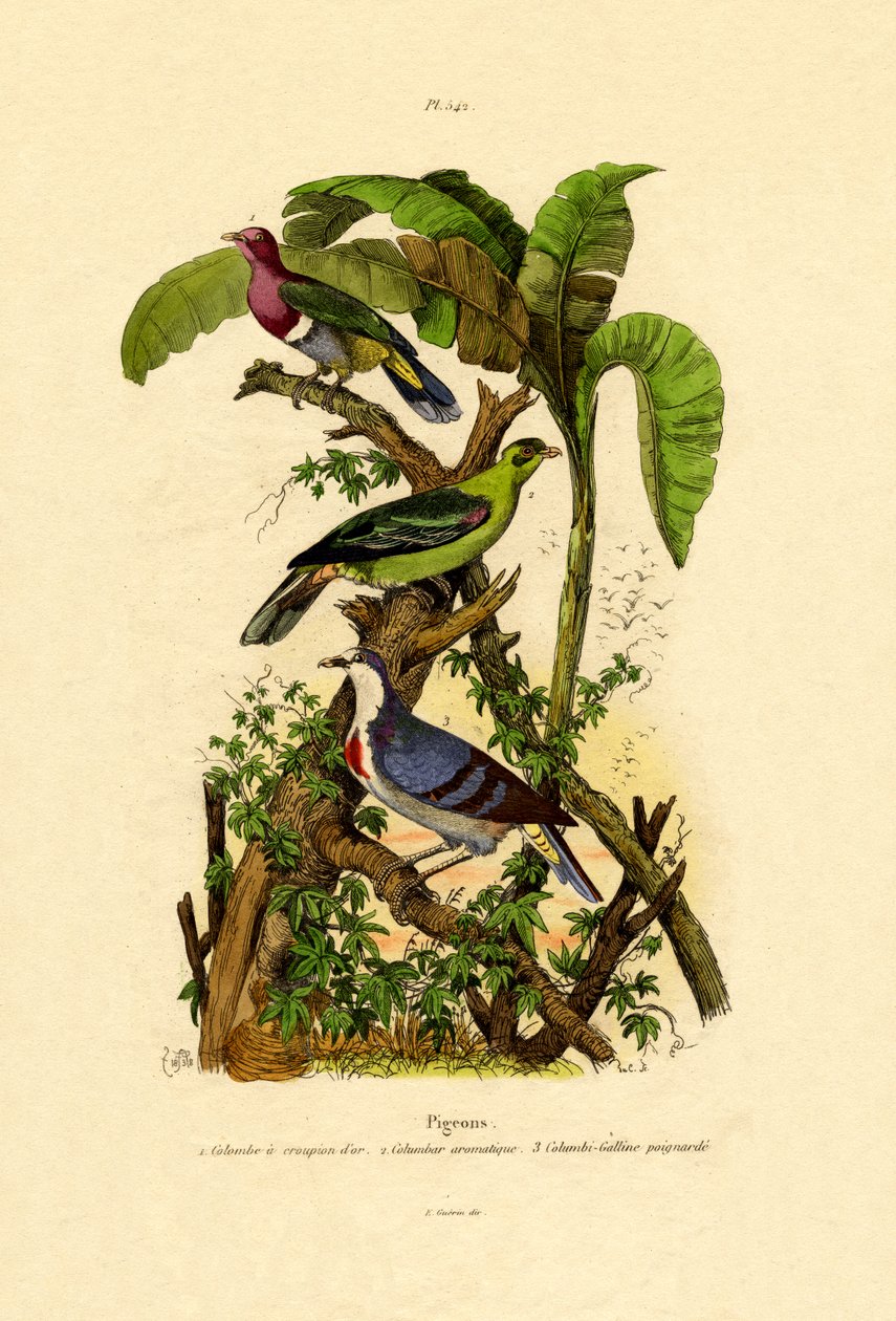 Pombos, 1833-39 de French School