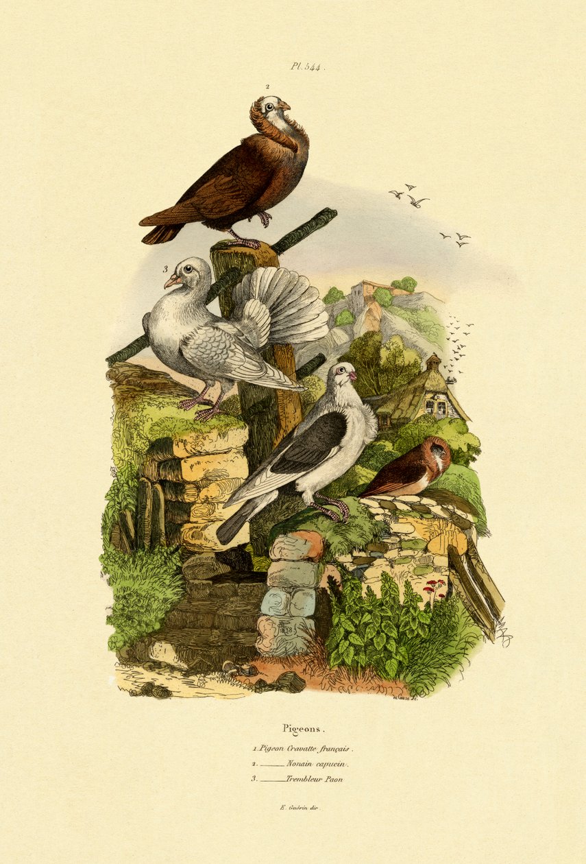 Pombos, 1833-39 de French School