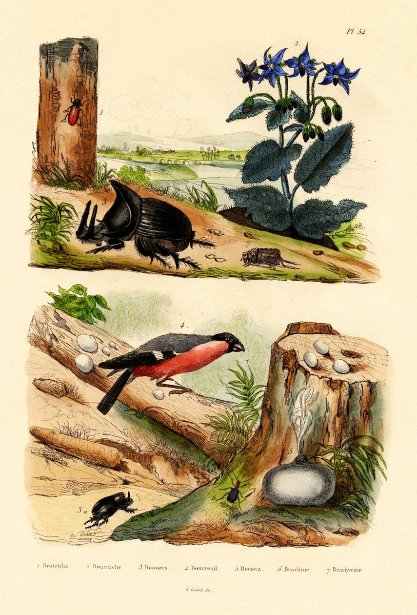 Weevil de pinheiro, 1833-39 de French School