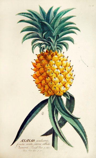 Abacaxi (gravação colorida) de French School
