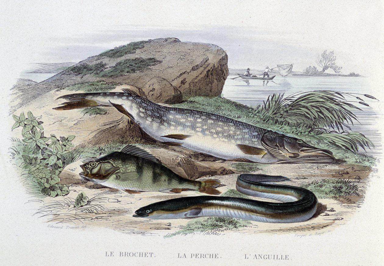 Peixes: Lúcio, perca, enguia - em "Histoire Naturelle" de Lacépède, ed. Furne, Paris de French School