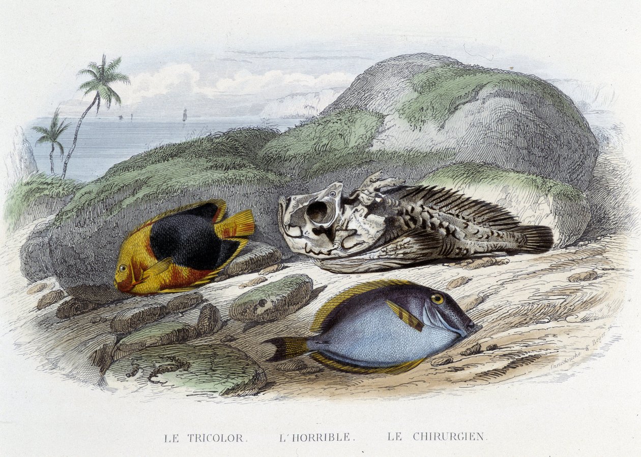Peixes: o tricolor, o horrível e o cirurgião - in "Histoire Naturelle" de Lacépède, ed. Furne, Paris de French School