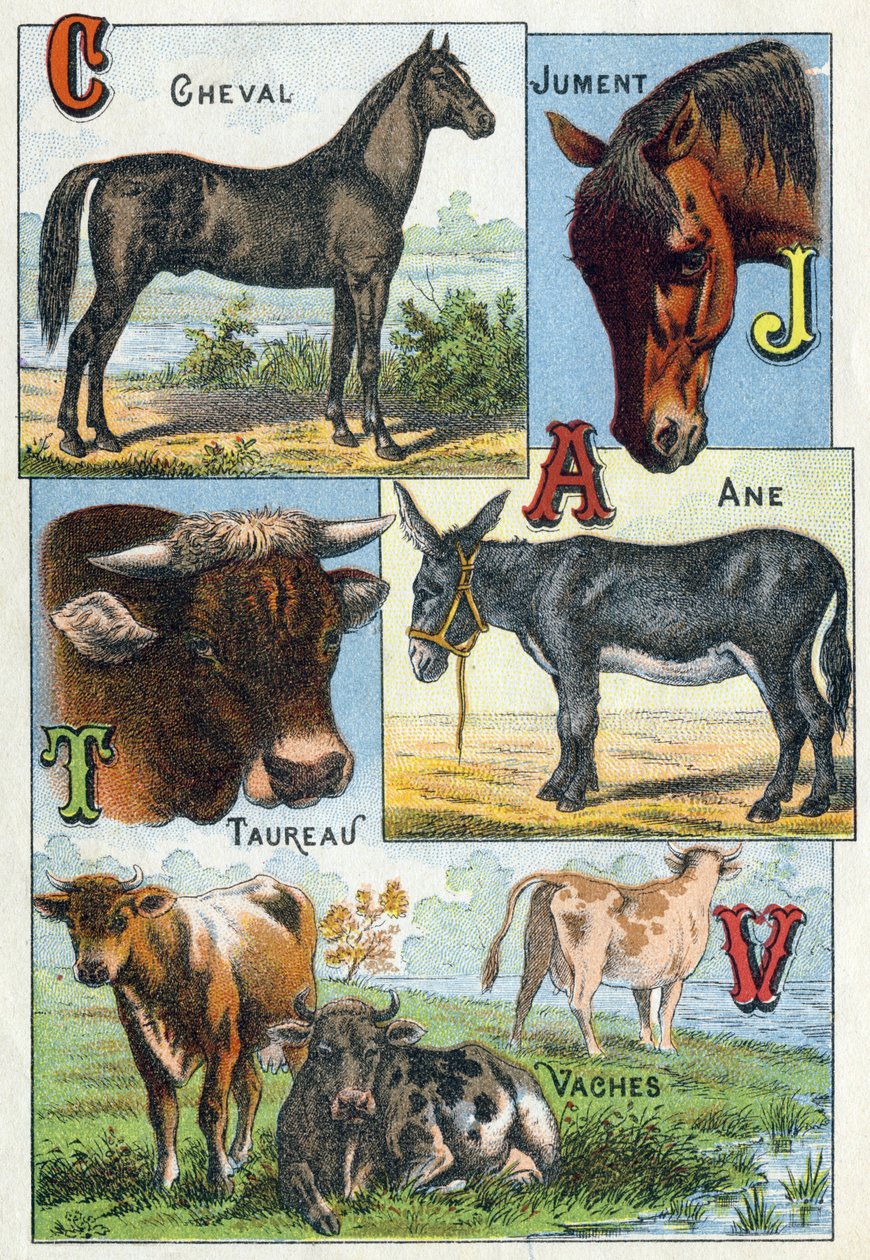 Prato 1: Cavalo, Égua, Touro, Burro, Vacas. Gravura em "Alfabeto silábico dos animais domésticos e do quintal da fazenda". Serie A. Pellerin et Cie, impressores-editores, Epinal, final do século XIX. Cromolitógrafos. Dim: 19,5 x 13,5 cm de French School