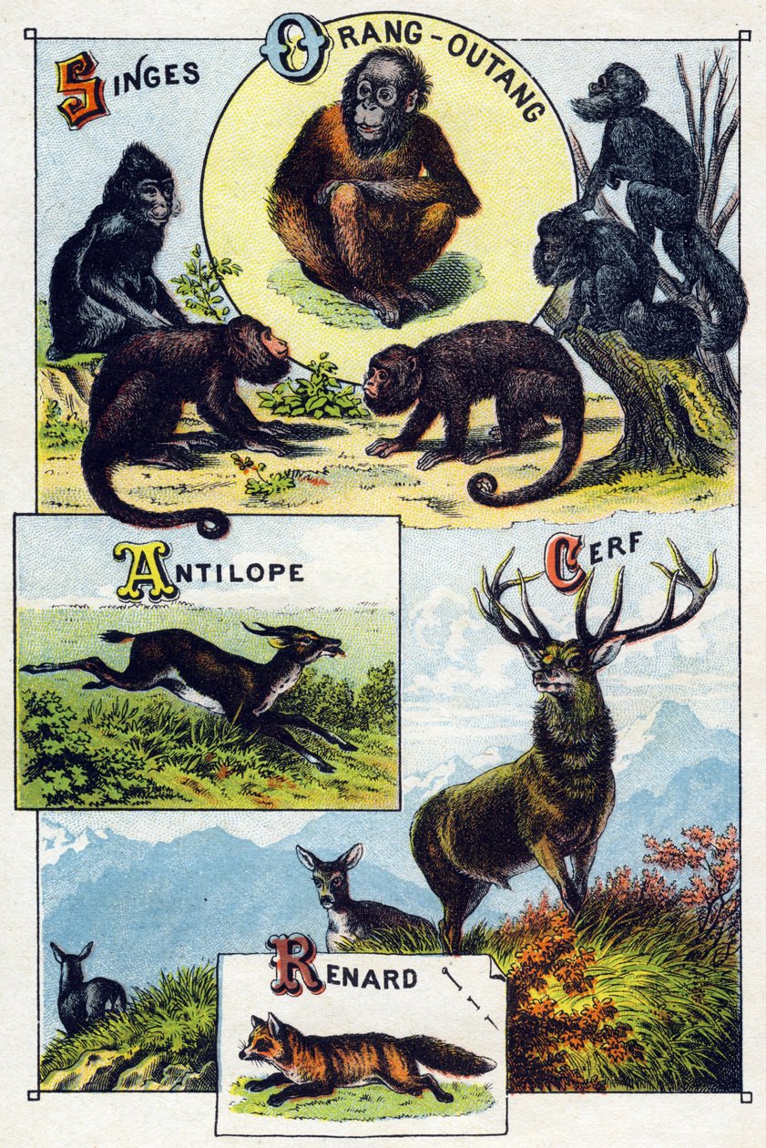 Prato 1: Macacos, orangotangos, Antílope, Veado, Raposa. Gravura em "Alfabeto silábico de animais selvagens". Serie A. Pellerin et Cie, impressores-editores, Epinal, final do século XIX. Cromolitógrafos . Pequeno álbum publicitário de 8 páginas contendo um de French School
