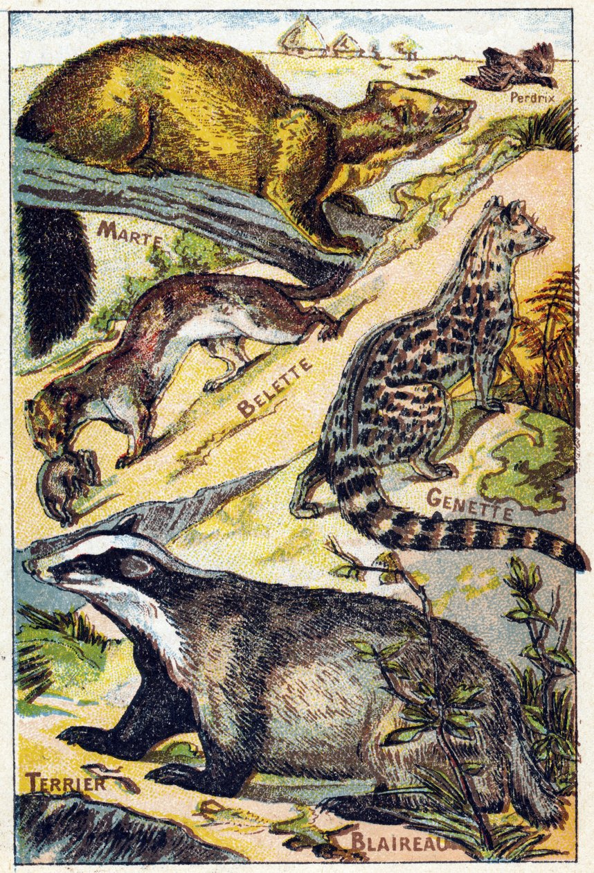 Prato 1: Perdiz, Marte, Doninha, Genette, Texugo, Terrier. Gravura em "Alfabeto silábico de todos os tipos de beterraba". Serie A. Pellerin et Cie, impressores-editores, Epinal, final do século XIX. Cromolitógrafos. Pequeno álbum publicitário de 8 páginas  de French School