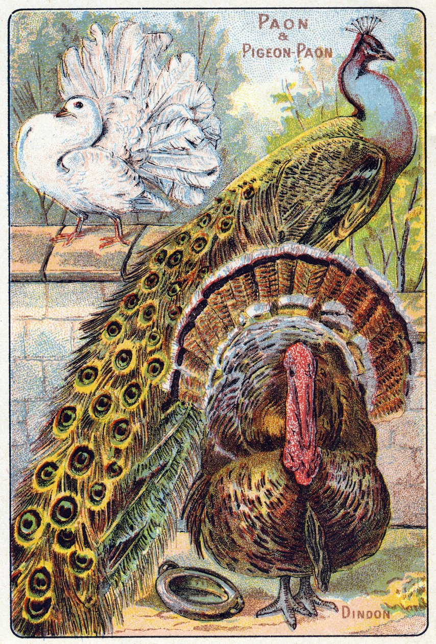 Prato 1: Pavão e pombo pavão , Turquia. Gravura em "Alfabeto silábico de aves e répteis". Serie A. Pellerin et Cie, impressores-editores, Epinal, final do século XIX. Cromolitógrafos. Pequeno álbum publicitário de 8 páginas contendo um silabário e um de French School