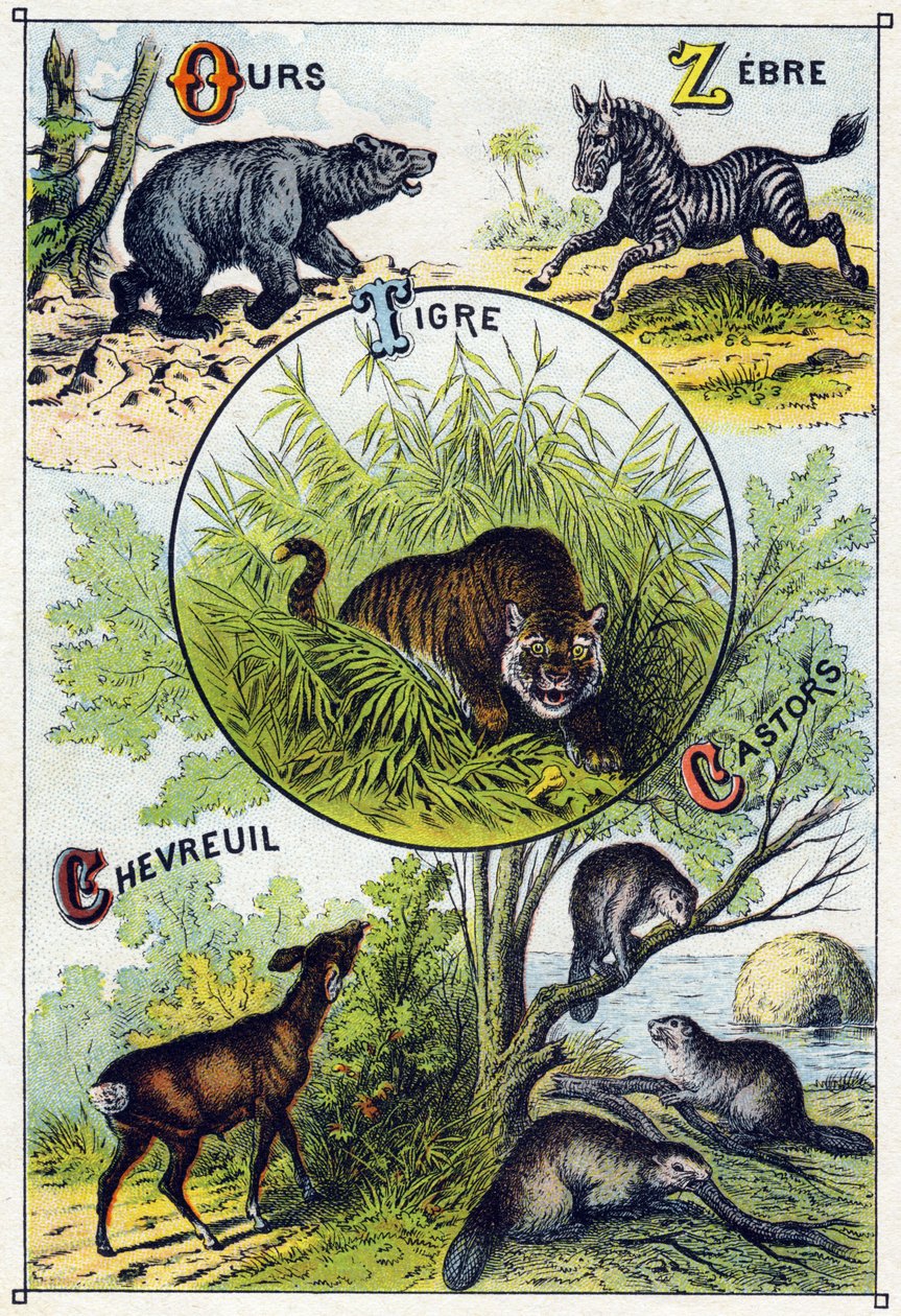 Prato 2: Urso, Zebra, Tigre, Veado, Castores. Gravura em "Alfabeto silábico de animais selvagens". Serie A. Pellerin et Cie, impressores-editores, Epinal, final do século XIX. Cromolitógrafos . Pequeno álbum publicitário de 8 páginas contendo um silabário  de French School