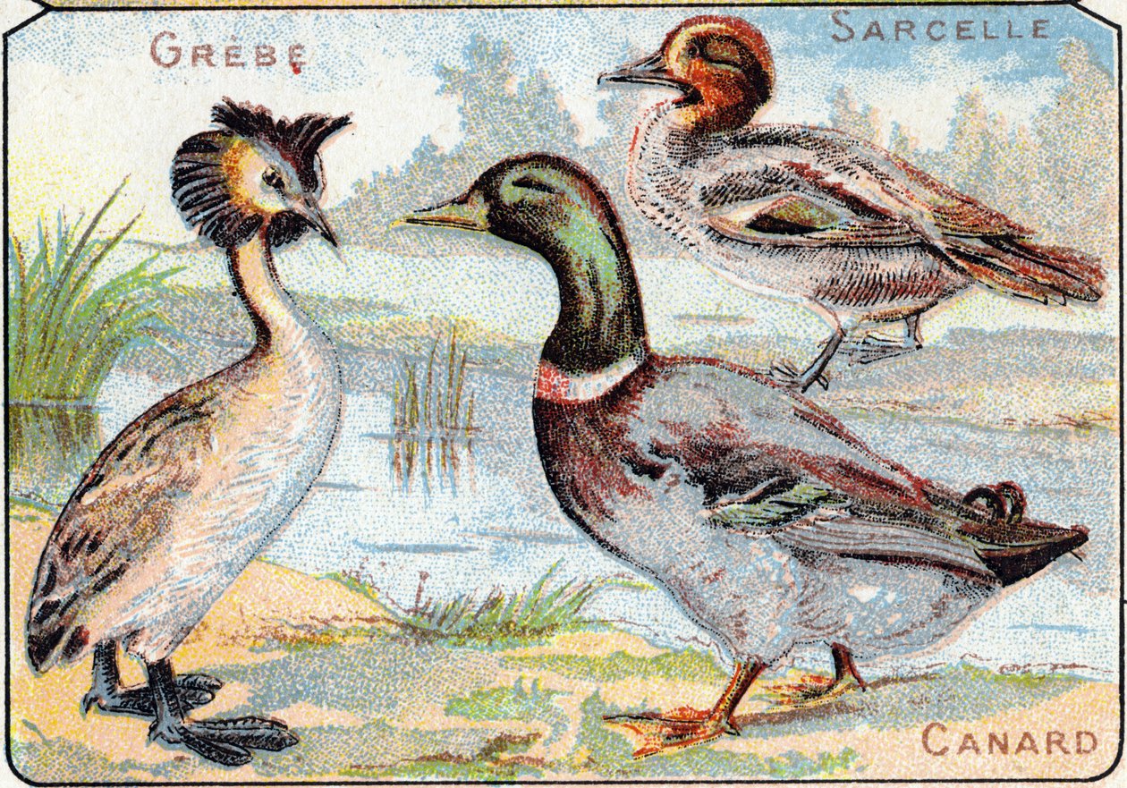 Prato 2: Grebe, Teal, Duck. Gravura em "Alfabeto silábico de pássaros e répteis". Serie A. Pellerin et Cie, impressores-editores, Epinal, final do século XIX. Cromolitógrafos. Pequeno álbum publicitário de 8 páginas contendo um silabário e um acompanhament de French School