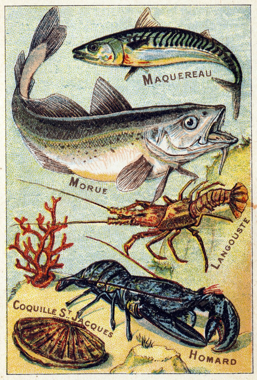 Prato 2: Cavala, Bacalhau, Lagosta, St Jacques Shell, Lagosta. Gravura em "Alfabeto silábico do mar e dos peixes de água doce". Serie A. Pellerin et Cie, impressores-editores, Epinal, final do século XIX. Cromolitógrafos. Pequeno álbum publicitário de 8 pá de French School