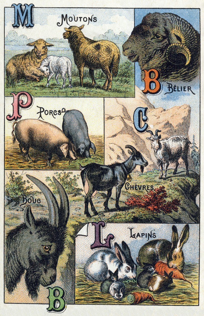 Prato 2: Ovelhas, Belier, Porcos, Cabras, Coelhos. Gravura em "Alfabeto silábico de animais domésticos e do quintal da fazenda". Serie A. Pellerin et Cie, impressores-editores, Epinal, final do século XIX. Cromolitógrafos . Dim: 19,5 x 13,5 cm de French School