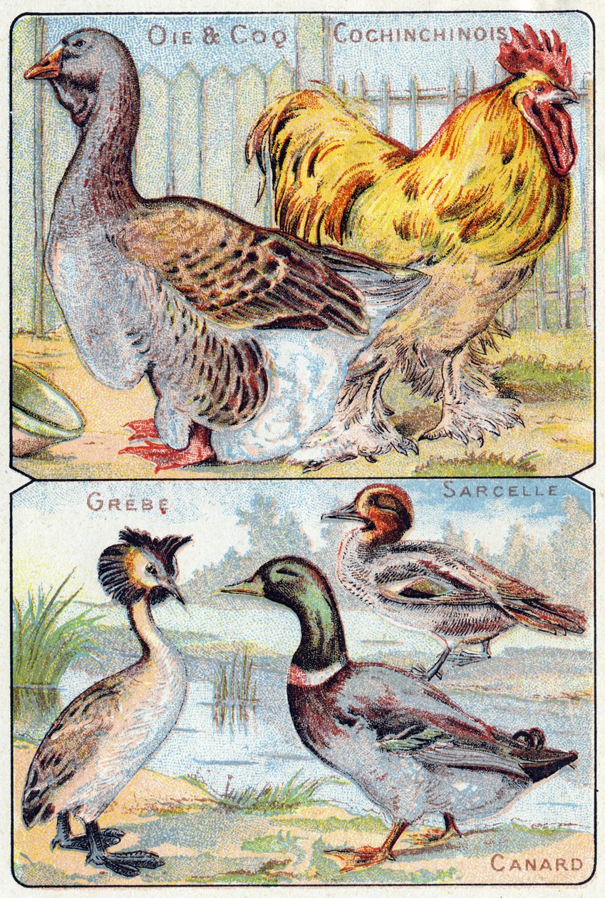 Placa 2 no topo: Ganso e galo e chinês; em baixo: Grebe, Teal, Duck. Gravura em "Alfabeto silábico de aves e répteis". Serie A. Pellerin et Cie, impressores-editores, Epinal, final do século XIX. Cromolitógrafos. Pequeno álbum publicitário de 8 páginas, co de French School