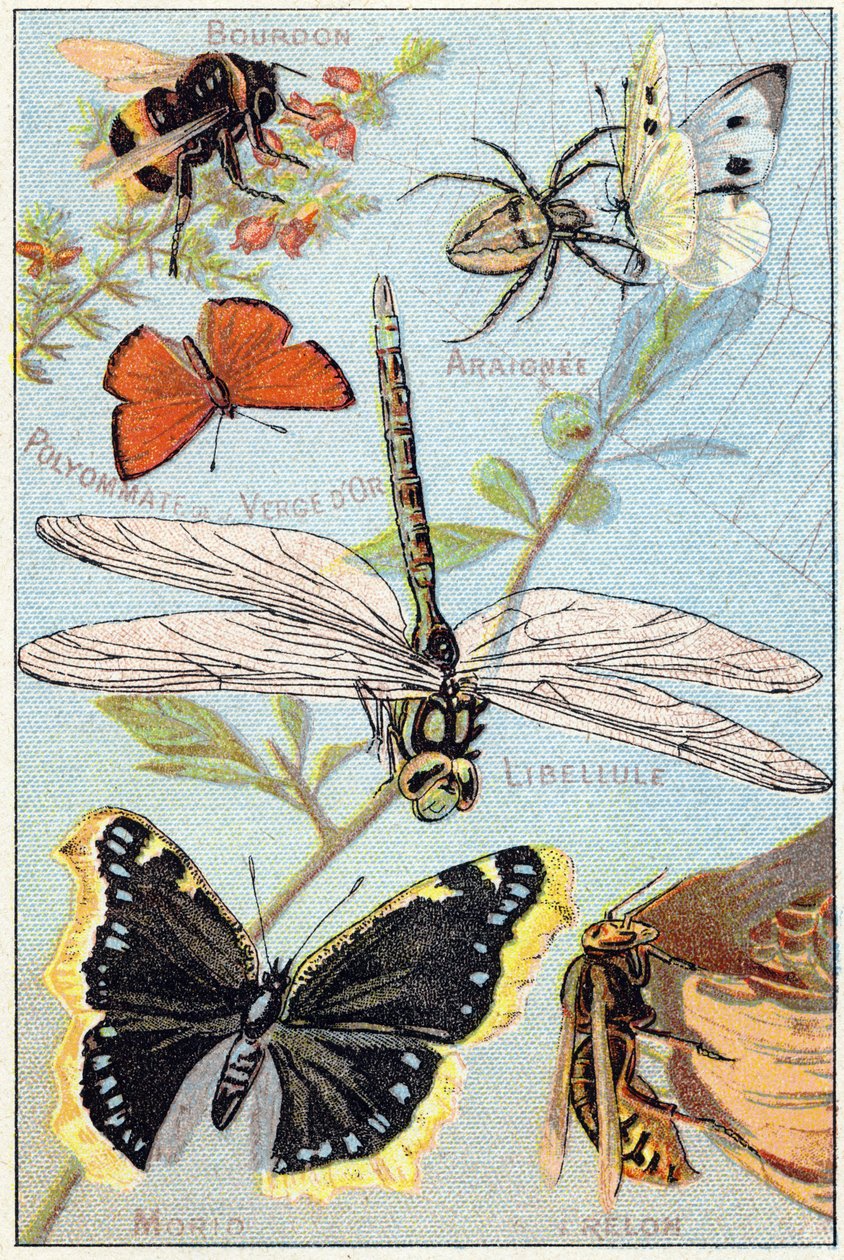 Prato 3: Bumblebee, Araignee, Goldenrod polyommate, libélula, Morio, Hornet. Gravura em "Alfabeto silábico de borboletas e insetos". Serie A. Pellerin et Cie, impressores-editores, Epinal, final do século XIX. Cromolitógrafos. Pequenos anúncios de 8 página de French School