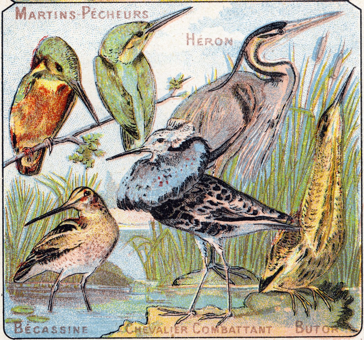 Prato 3: Kingfisher, Heron, Becassine, Knight fighting, Butor. Gravura em "Alfabeto silábico de pássaros e répteis". Serie A. Pellerin et Cie, impressores-editores, Epinal, final do século XIX. Cromolitógrafos. Pequeno álbum publicitário de 8 páginas conte de French School