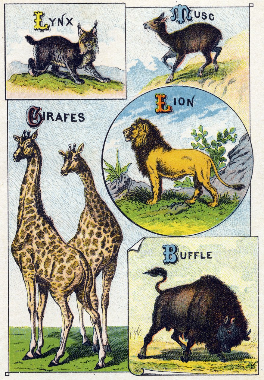Placa 3: Luchs, Almíscar, Girafas, Leão, Búfalo. Gravura em "Alfabeto silábico de animais selvagens". Serie A. Pellerin et Cie, impressores-editores, Epinal, final do século XIX. Cromolitógrafos . Pequeno álbum publicitário de 8 páginas contendo um silabár de French School