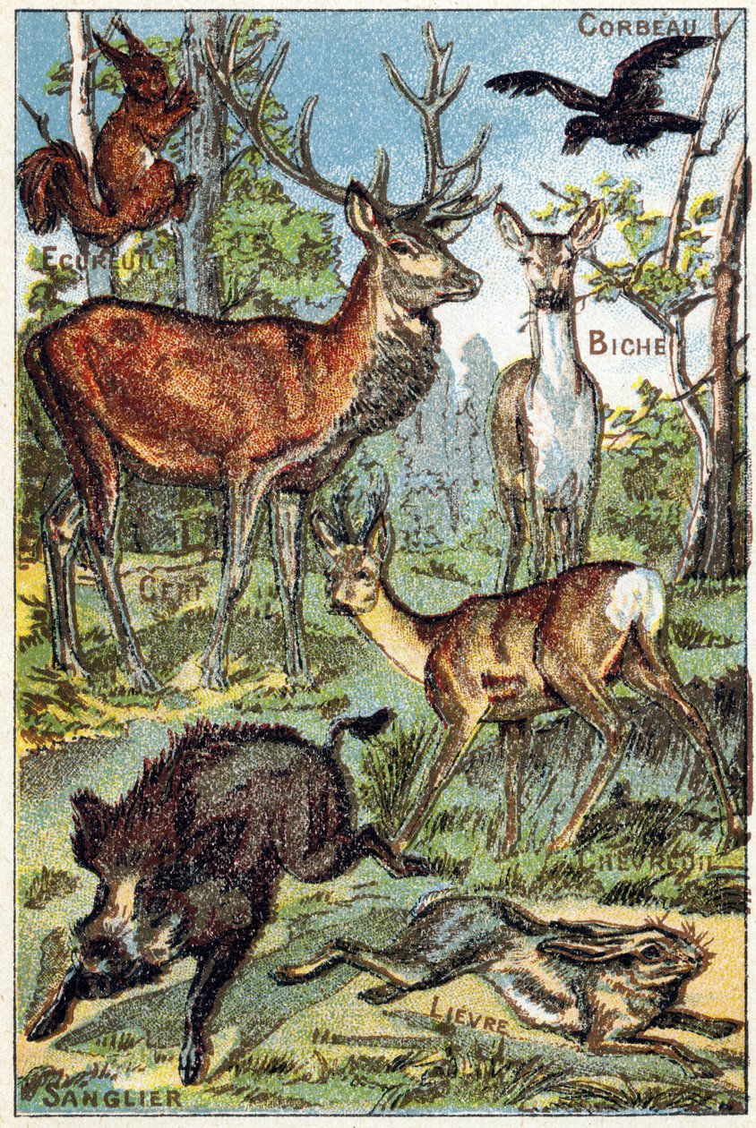 Prato 3: Corvo, Esquilo, Tintura, Veado, Veado, Javali, Lebre. Gravura em "Alfabeto silábico de todos os tipos de beterrabas". Serie A. Pellerin et Cie, impressores-editores, Epinal, final do século XIX. Cromolitógrafos. Pequeno álbum publicitário de 8 pág de French School