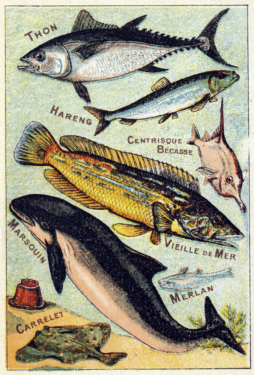 Prato 3: Atum, Arenque, Bico Centrico, Mar Velho, Golfinho, Badejo, Azulejo. Gravura em "Alfabeto silábico do mar e dos peixes de água doce". Serie A. Pellerin et Cie, impressores-editores, Epinal, finais do século XIX. Cromolitógrafos. Pequenos albu publi de French School
