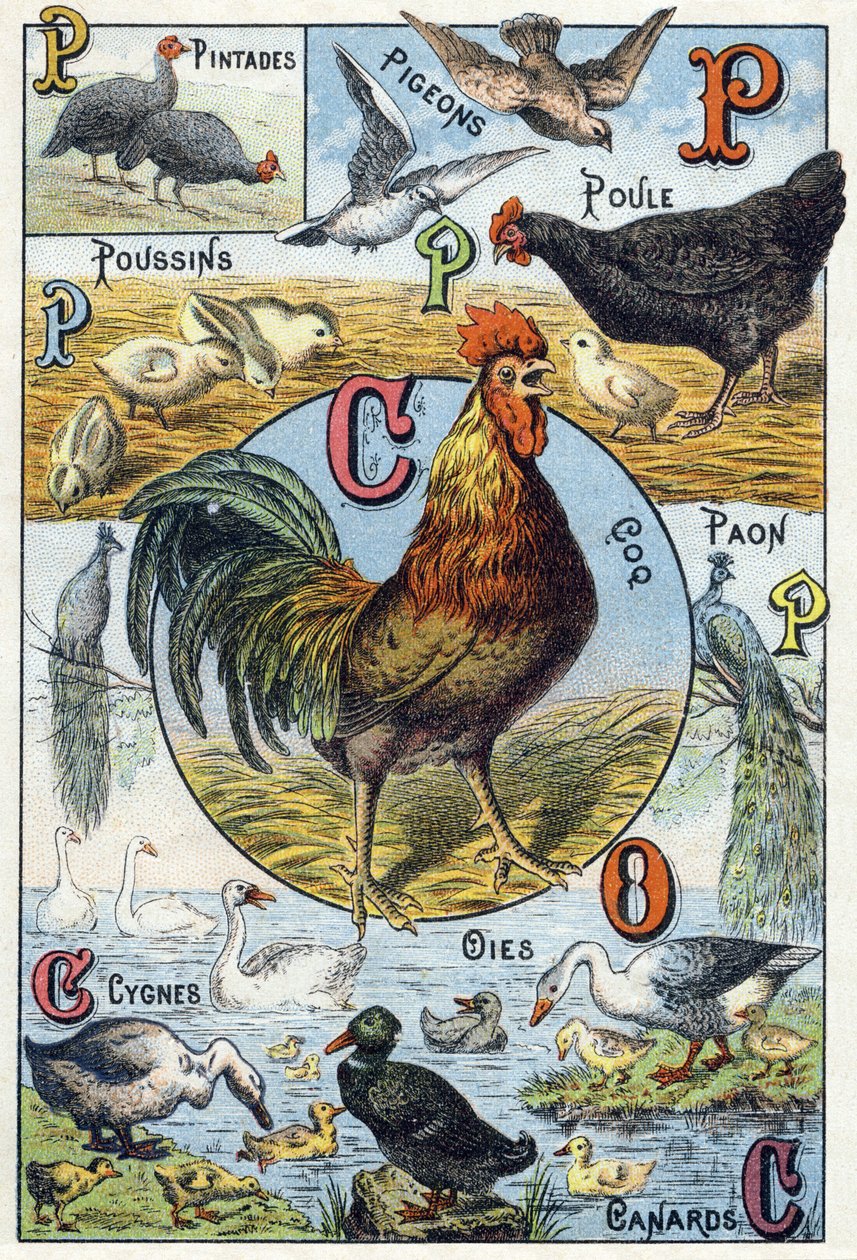 Prato 3: pintadas, pombos, pintos, galinhas, galos, galos, pavões, cisnes, gansos, patos. Gravura em "Alfabeto silábico dos animais domésticos e do pátio da fazenda". Serie A. Pellerin et Cie, impressores-editores, Epinal, final do século XIX. Cromolitógra de French School