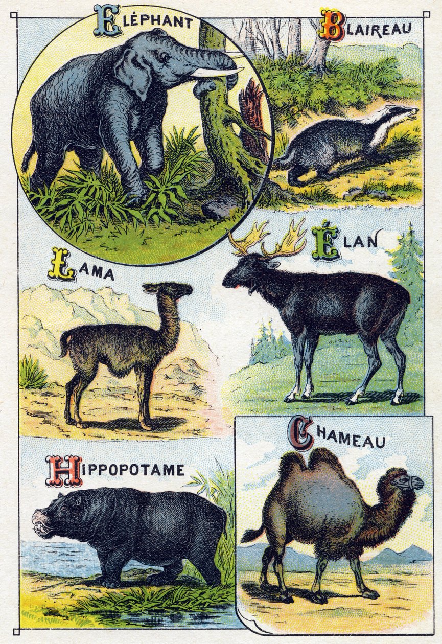 Prato 4: Elefante, Texugo, Lama, Elan, Hippotamus, Camelo. Gravura em "Alfabeto silábico de animais selvagens". Serie A. Pellerin et Cie, impressores-editores, Epinal, final do século XIX. Cromolitógrafos . Pequeno álbum publicitário de 8 páginas contendo  de French School