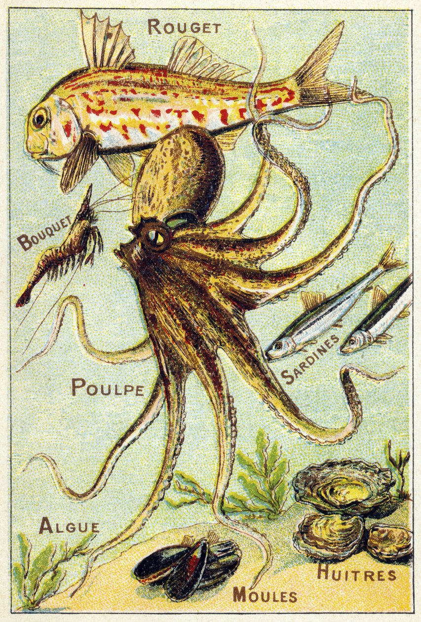 Prato 4: Tainha vermelha, Bouquet, Polvo, Sardinhas, Algas Marinhas, Mexilhões, Ostras. Gravura em "Alfabeto silábico do mar e dos peixes de água doce". Serie A. Pellerin et Cie, impressores-editores, Epinal, finais do século XIX. Cromolitógrafos. Pequena  de French School