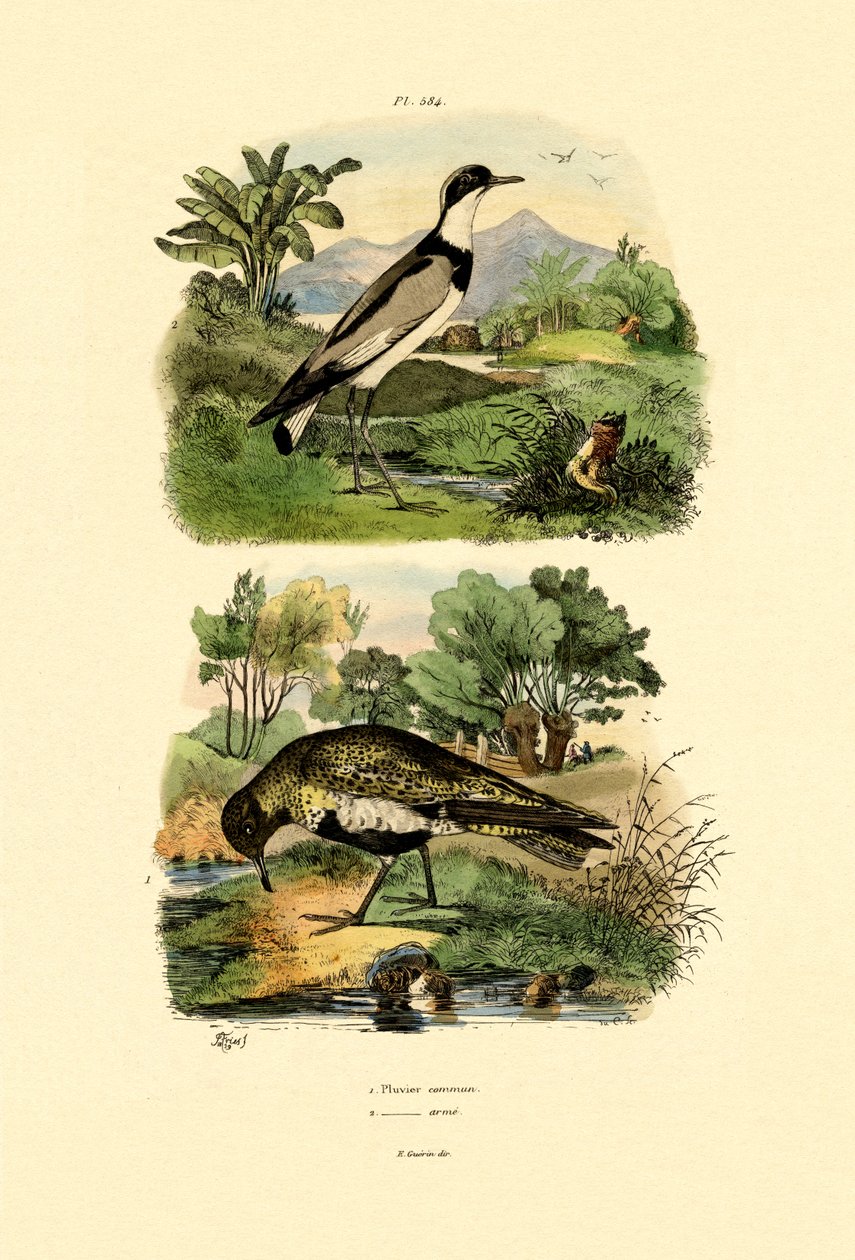 Tarambola, 1833-39 de French School