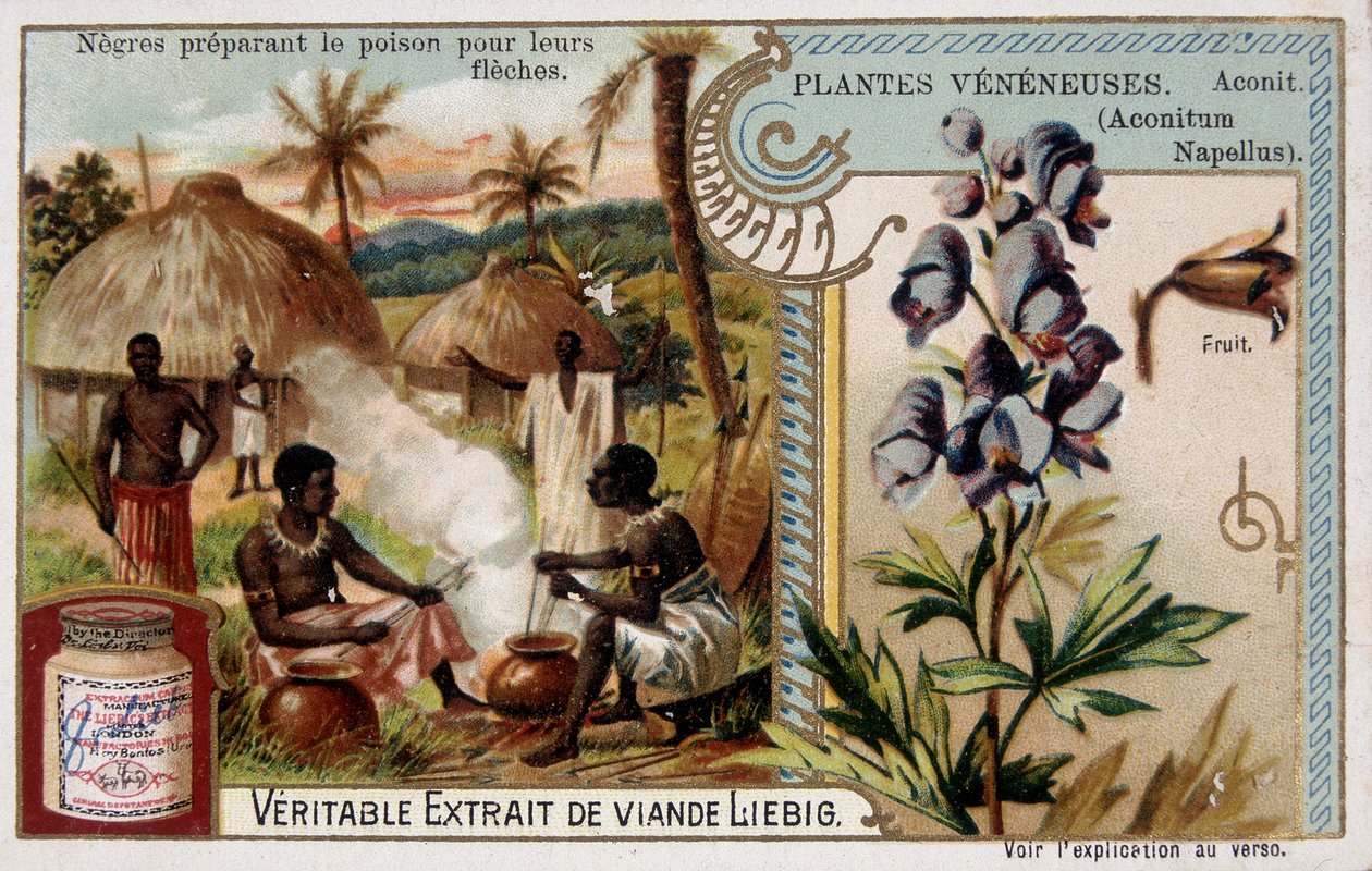 Plantas venenosas: acônito e africano preparando veneno para suas flechas - chromo. Liébig, final do século XIX de French School