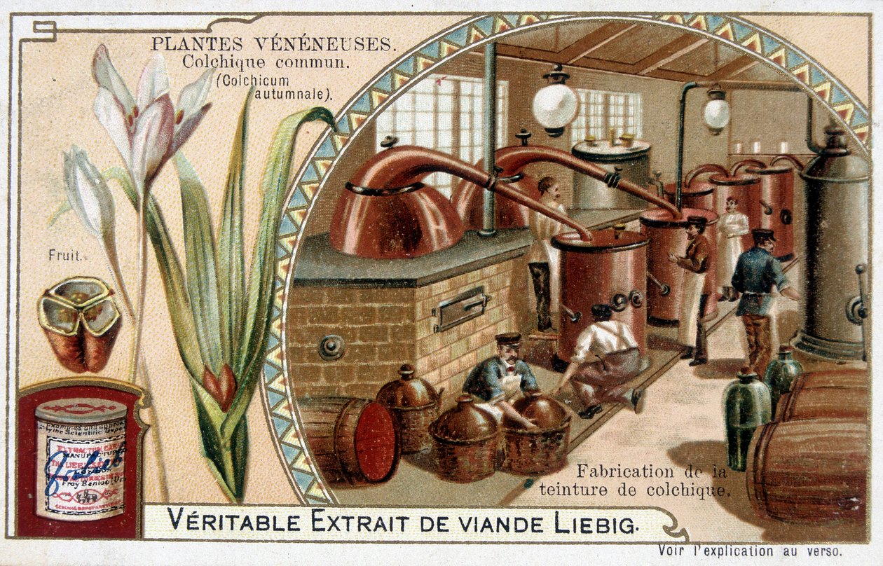 Plantas venenosas: Colchial comum e fabricação de tintura colchial - cromo. Liébig, final do século XIX de French School