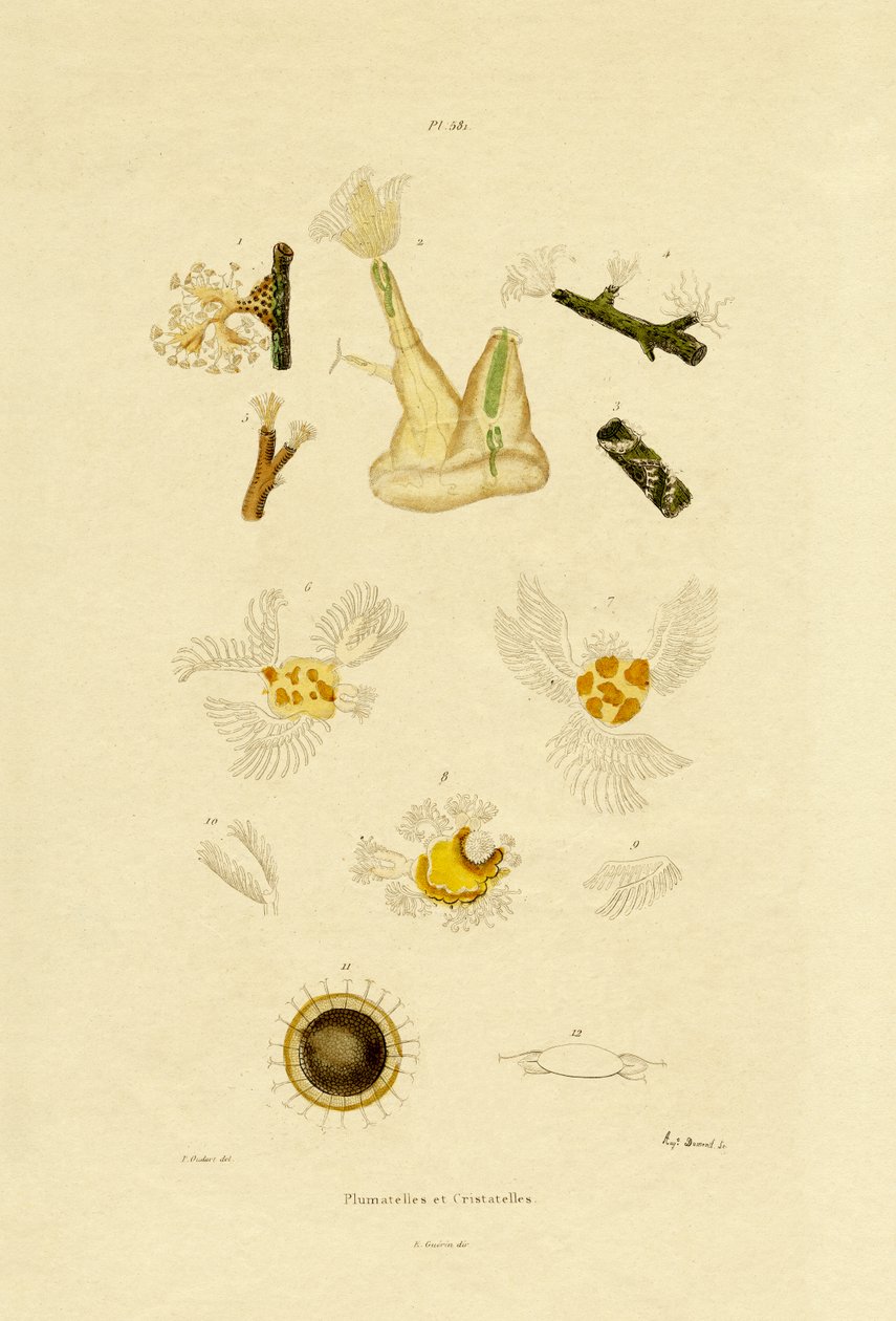 Pólipo, 1833-39 de French School