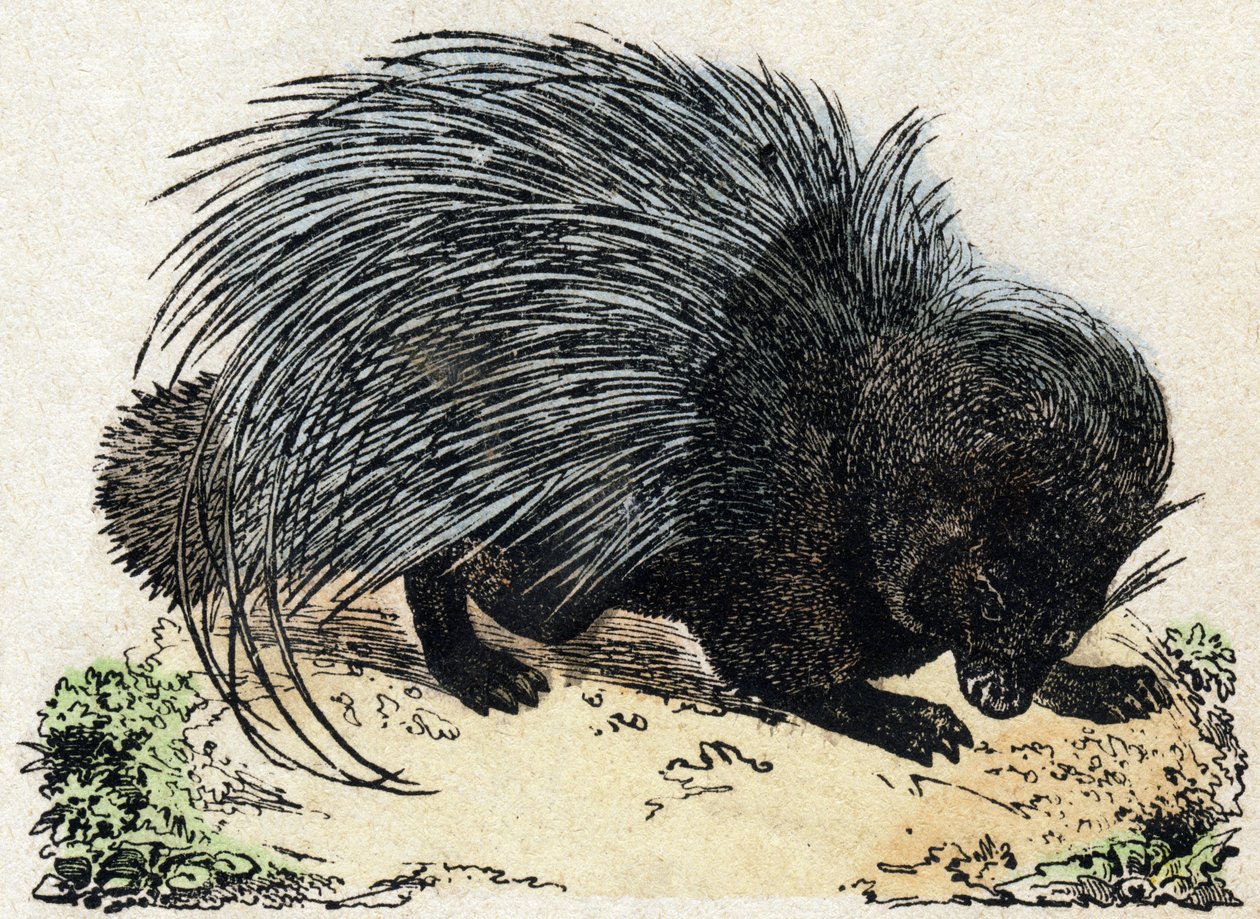 Porc-epic (Epopeia dos Porcos). Gravura em "Alfabeto dos animaux sauvages". 9ª Série. Imagem de Epinal, Pellerin, impressora-editora, cerca de 1870. Gravura em madeira, stencilled. 16 páginas. Dimensões: 20 x 15 cm. Coleção Particular de French School