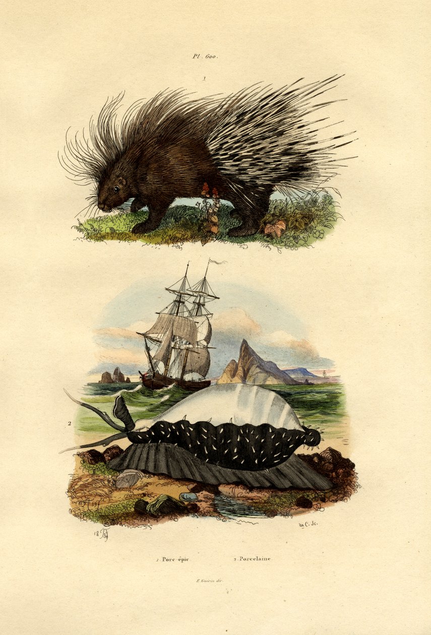 Porco-espinho, 1833-39 de French School