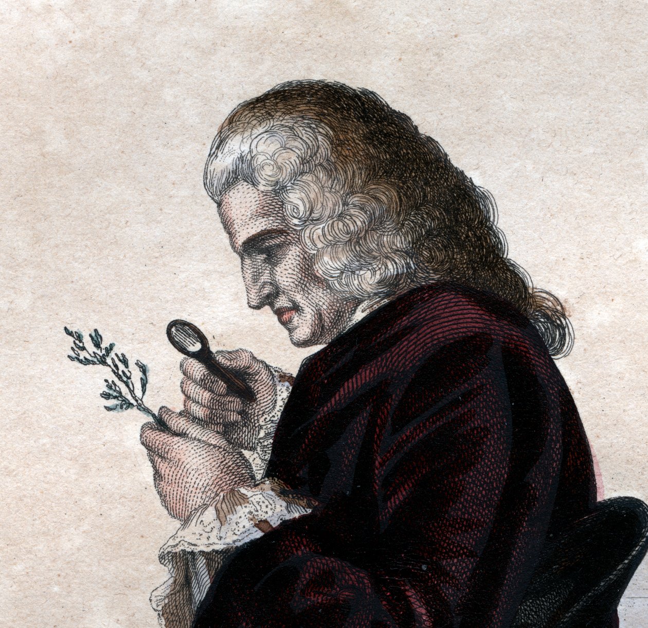 Retrato de Bernard de Jussieu (1699-1777), naturalista francês. de French School