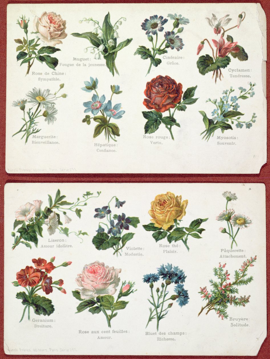 Cartões postais representando a linguagem e o significado das flores, c.1905 de French School