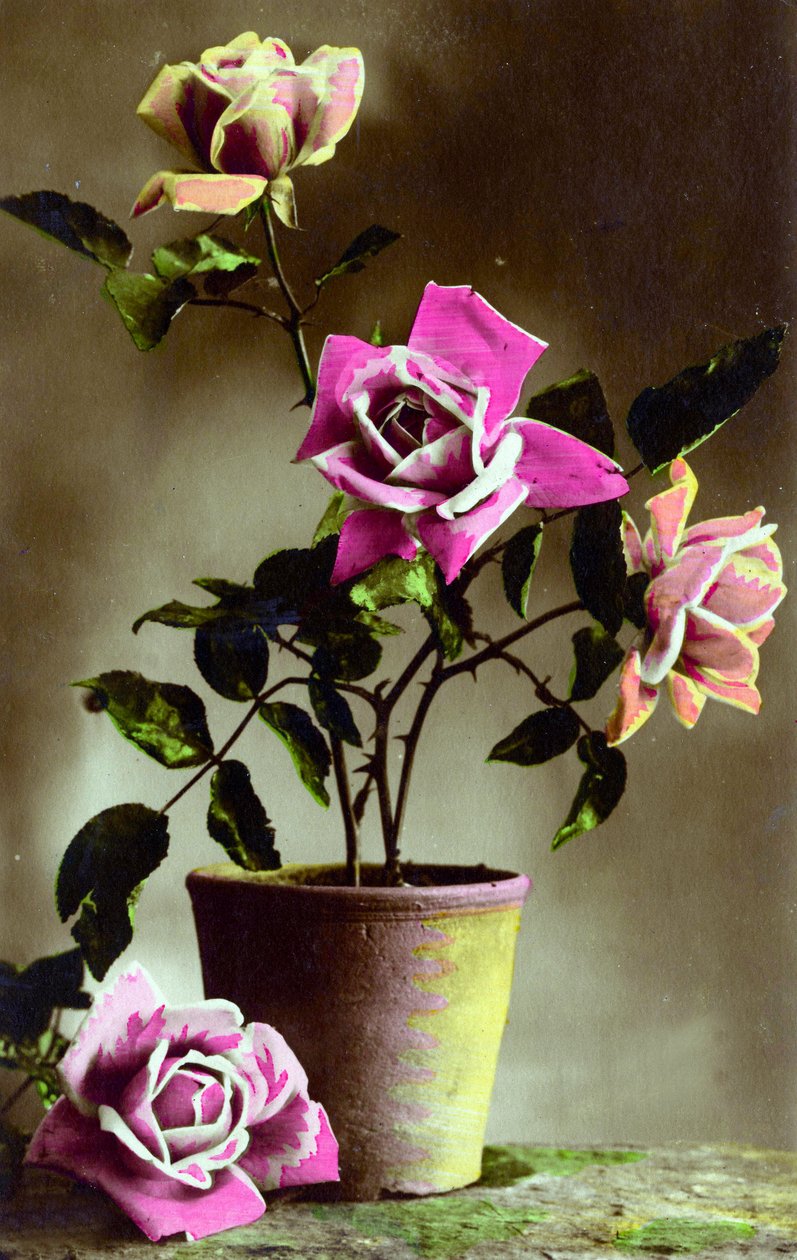 Bush Rose em vaso c.1898 (foto colorida à mão) de French School