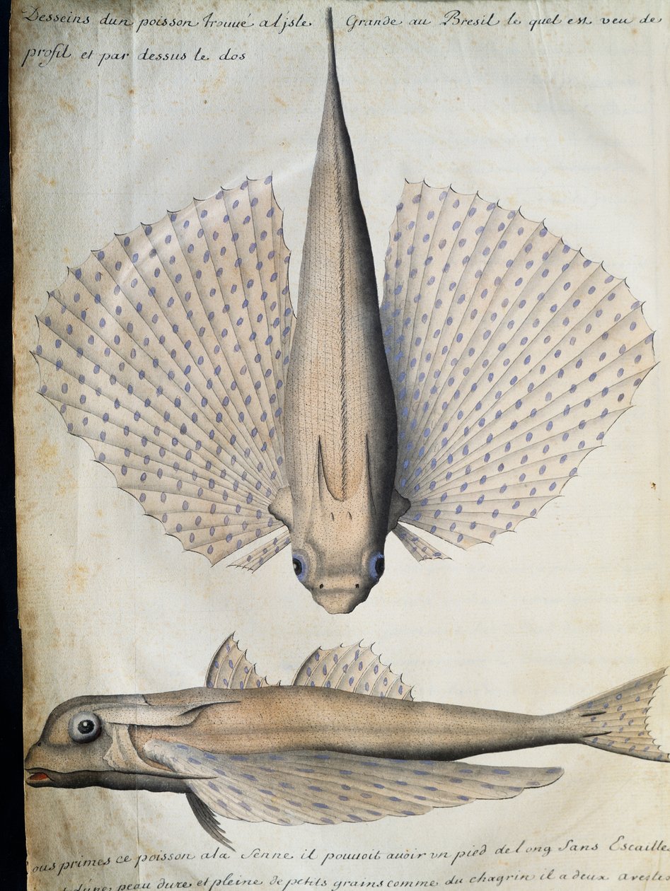 Perfil e costas de peixe alado, Big Island, Brasil, aguarela do livro de bordo de Jacques Gouin de Beauchesne (1652-1730), capitão da Compagnie royale de la Mer du Sud, de 1698 a 1701, França de French School