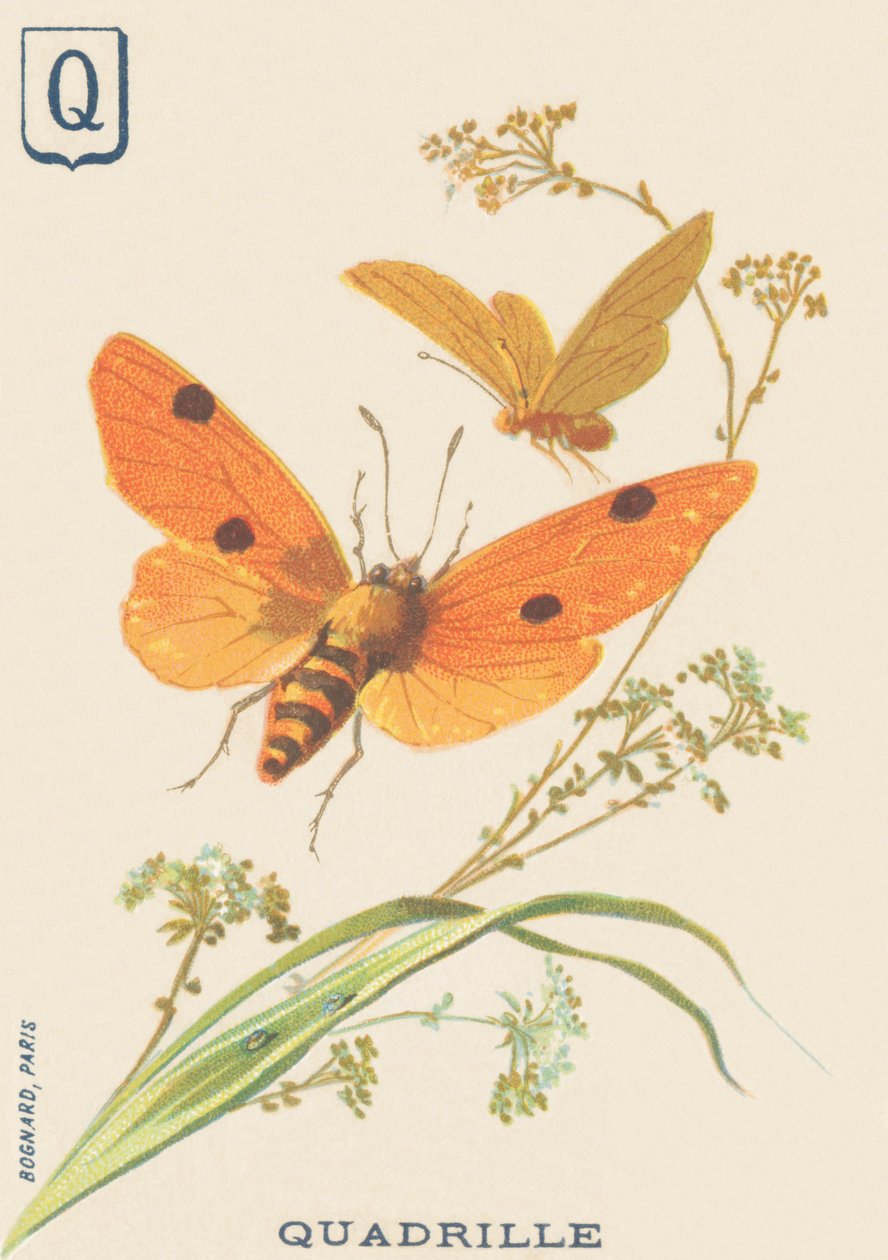 P: Quadrilha (Lithosia quadra ou Lithosie quadrille) de French School