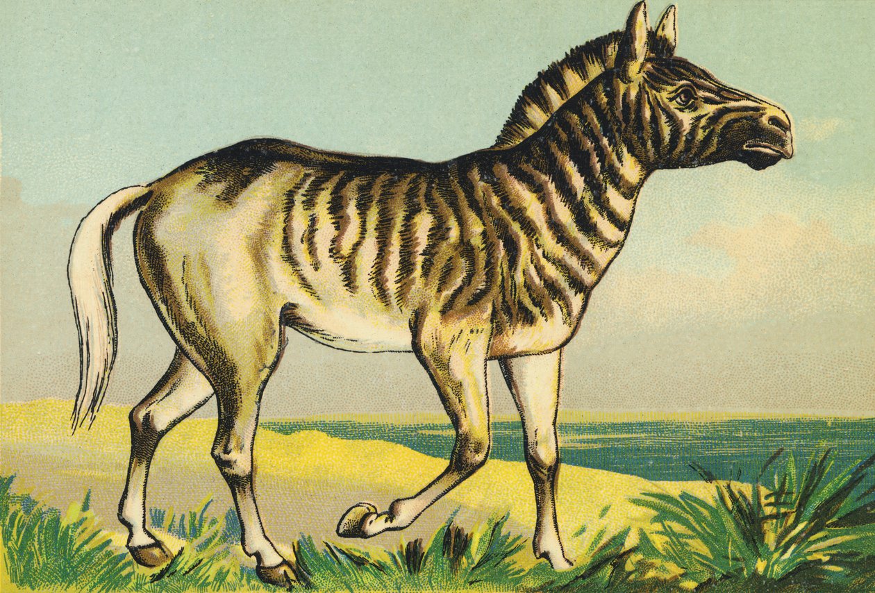 Q como Quagga (ou couagga, subespécie de zebra tingida em 1883) de French School