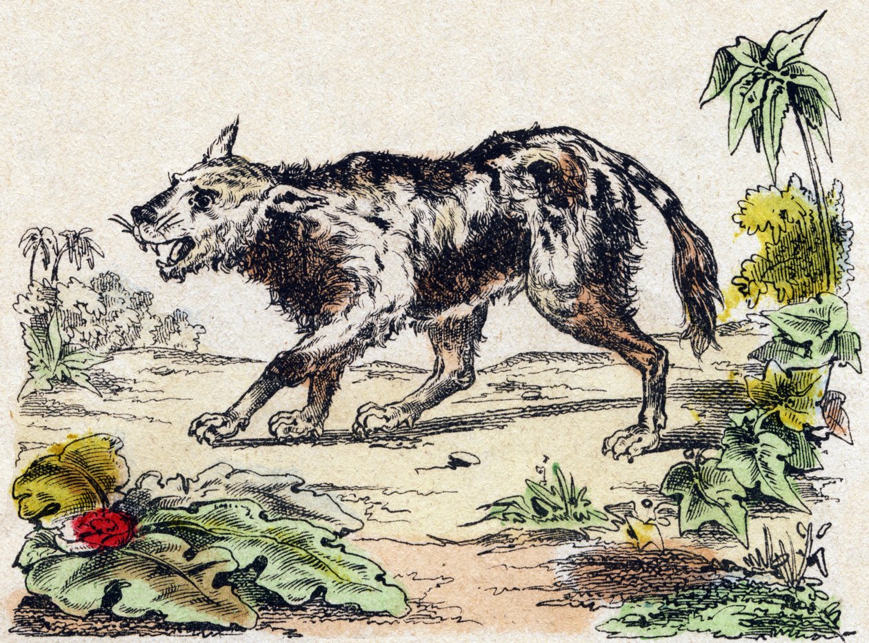 Quachy (espécie de cão-leão da América do Sul). Gravura em "Alphabet des animaux sauvages". 9ª Série. Imagem de Epinal, Pellerin, impressora-editora, cerca de 1870. Gravura em madeira, stencilled. 16 páginas. Dimensões: 20 x 15 cm. Coleção Particular de French School