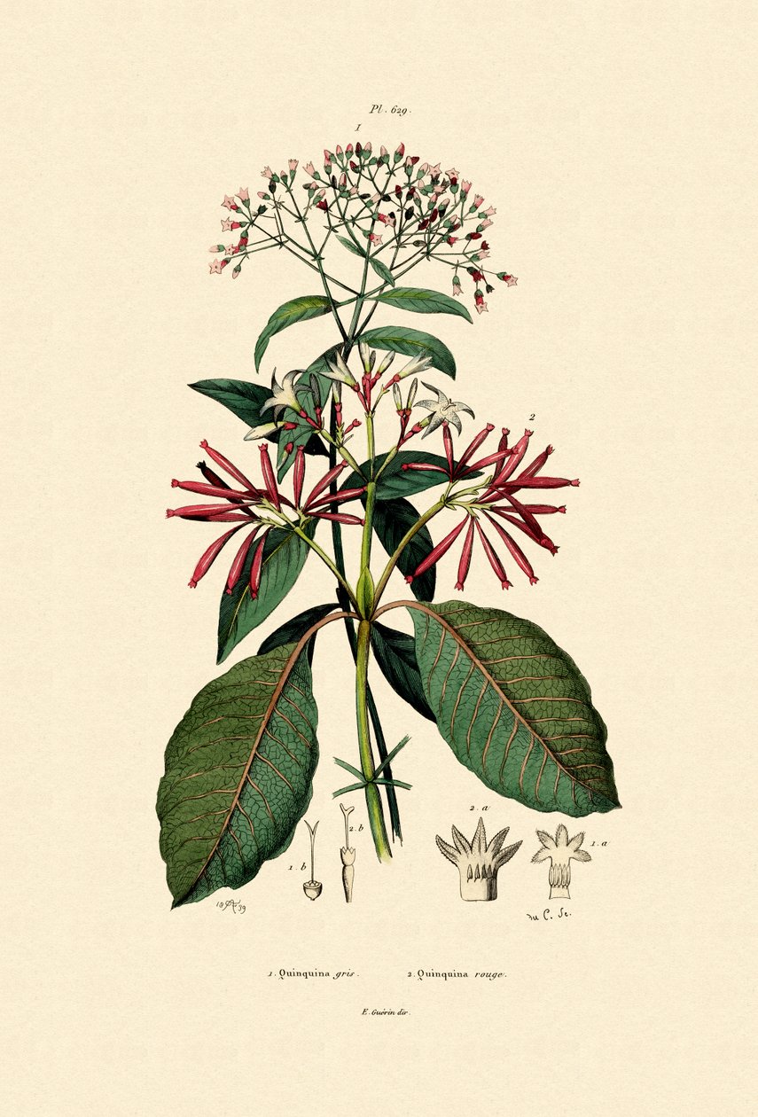 Quinine Barks, 1833-39 de French School