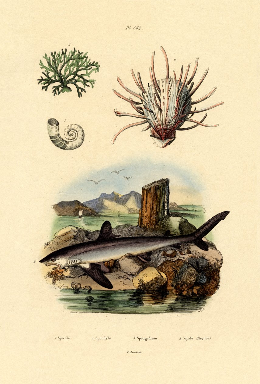 Lula de chifre de carneiros, 1833-39 de French School
