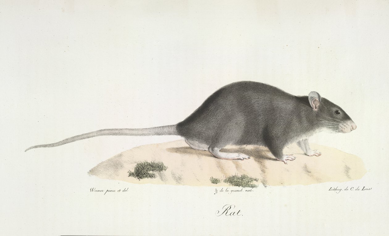 Rat, da História Natural dos Mamíferos (lito colorido) de French School