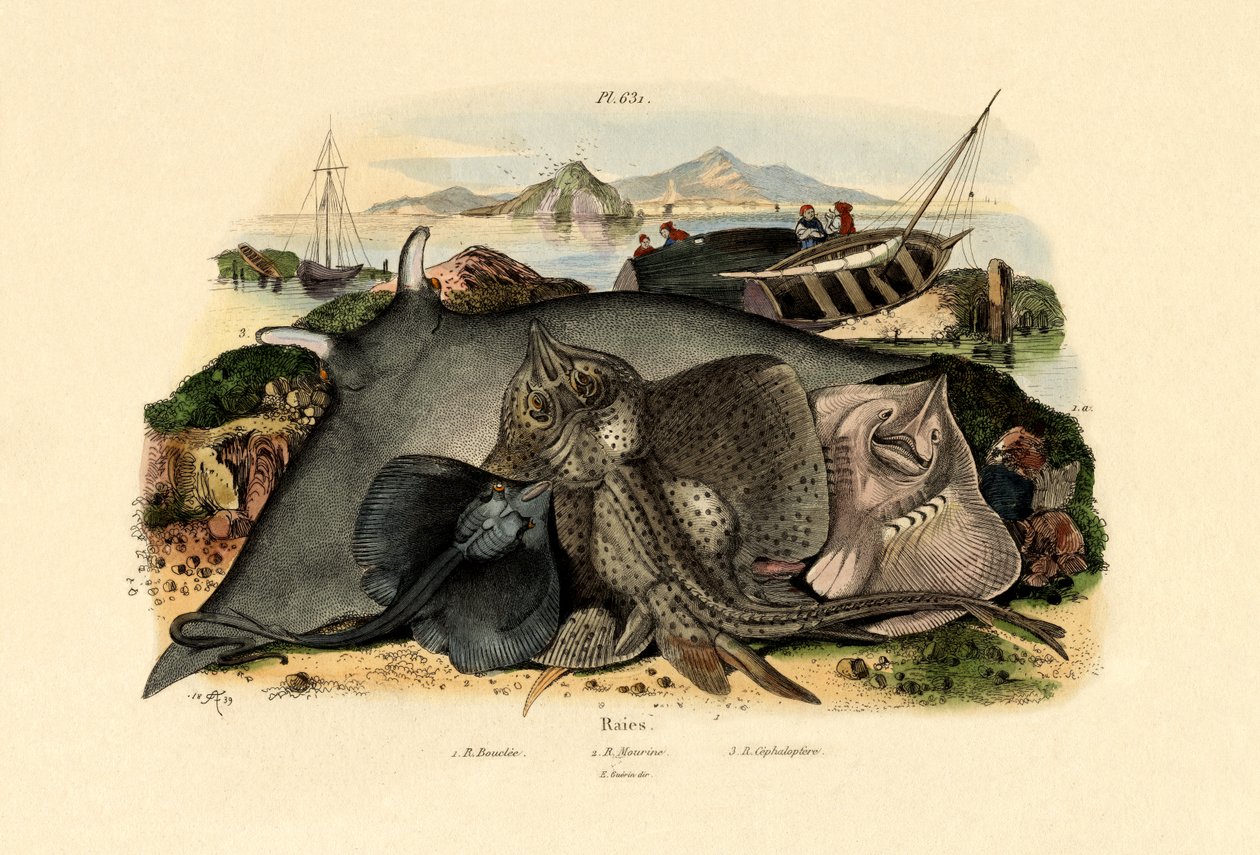 Raios, 1833-39 de French School
