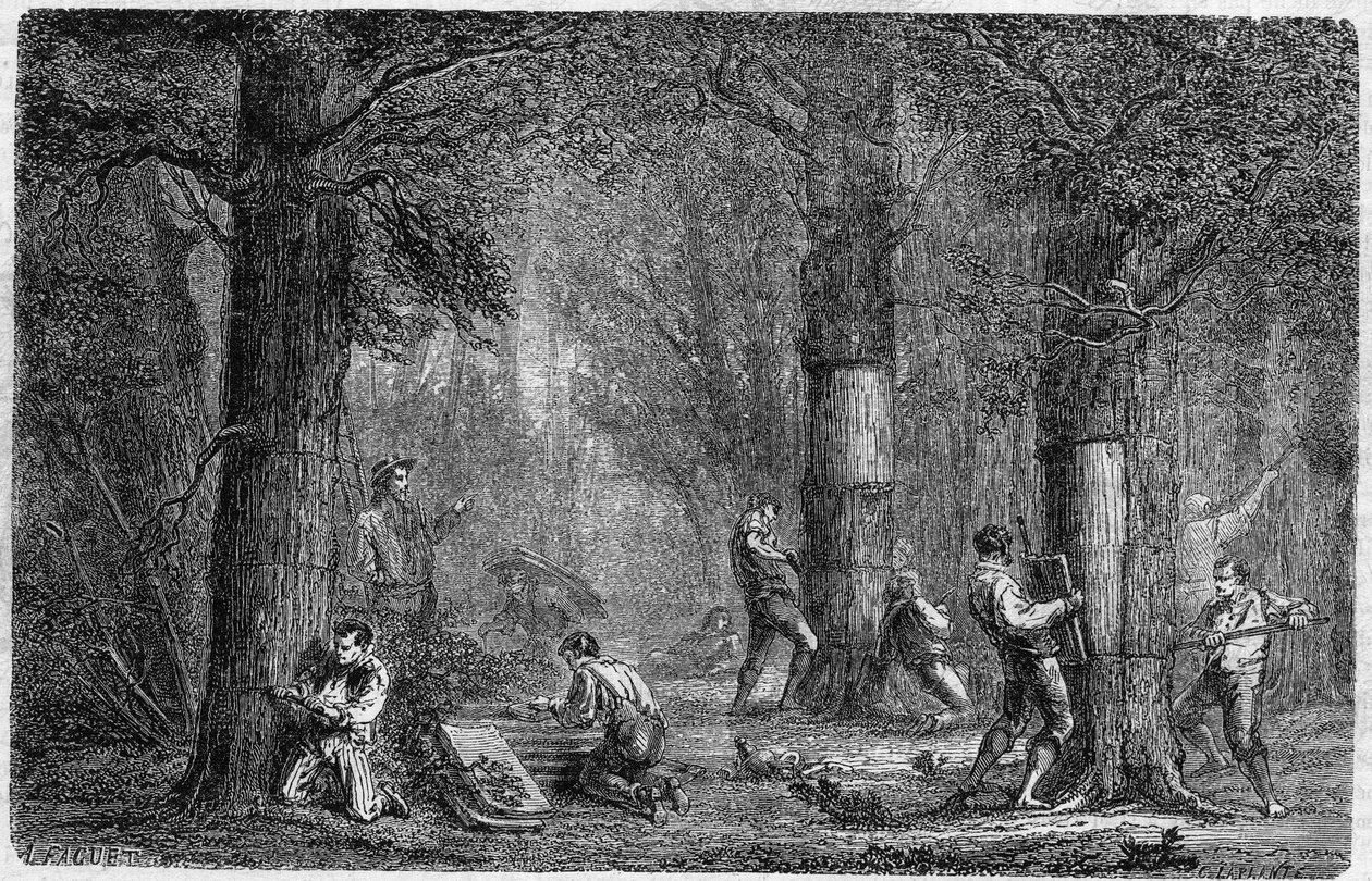 Recolha da casca de carvalho (carvalho-liege). Gravura em "Histoire des plantes" de Louis Figuier publicada no "Le Monde Illustré" n°399 de 3 de dezembro de 1864. de French School