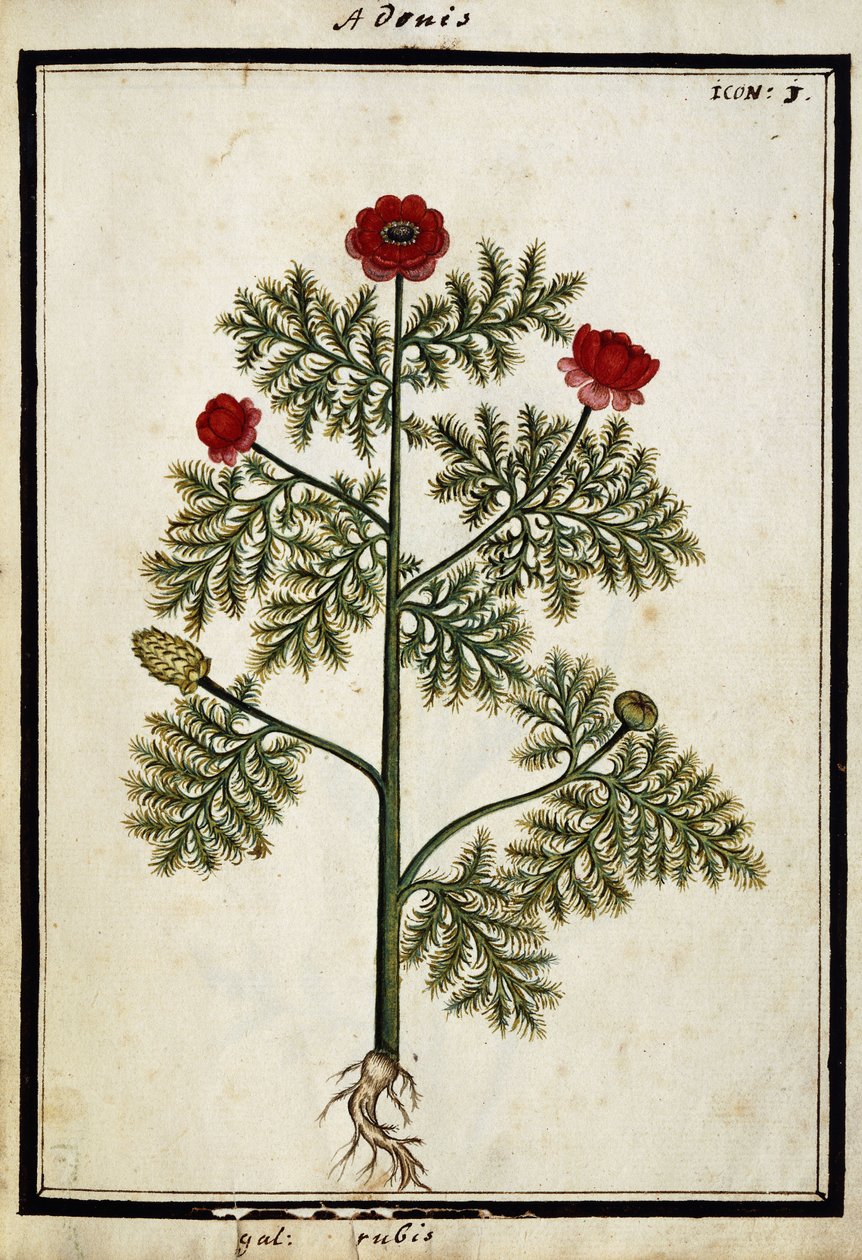 Red Adonis, c.1700 de French School