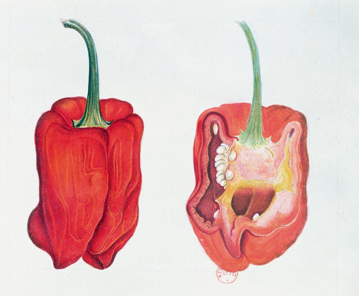 Pimenta Vermelha, placa botânica (wc no papel) de French School