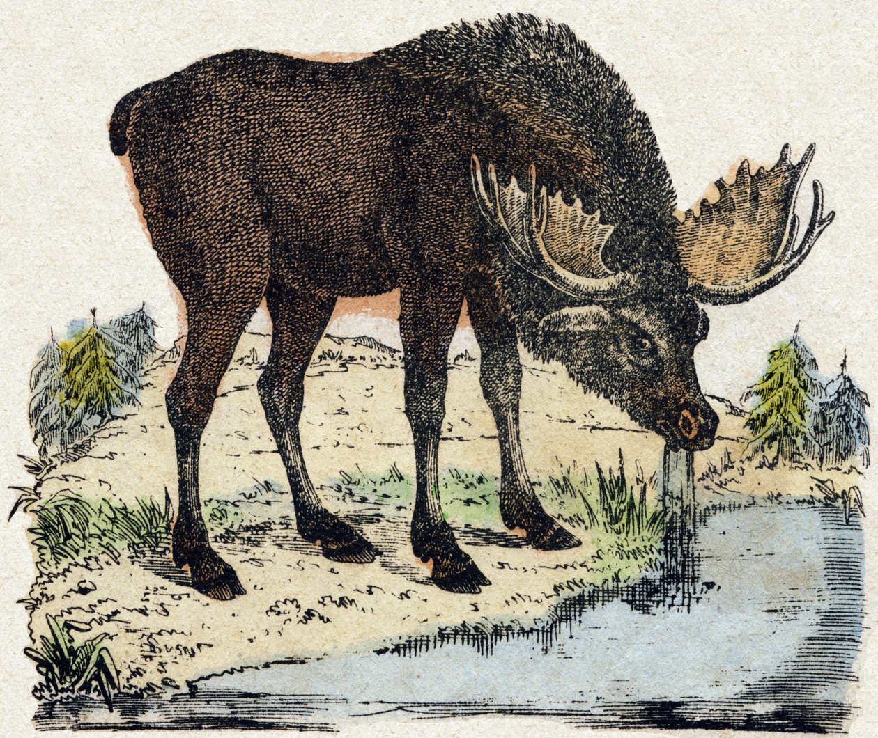 Renas. Gravura no "Alfabeto dos animais sauvages". 9ª Série. Imagem de Epinal, Pellerin, impressora-editora, cerca de 1870. Gravura em madeira, stencilled. 16 páginas. Dimensões: 20 x 15 cm. Coleção Particular de French School