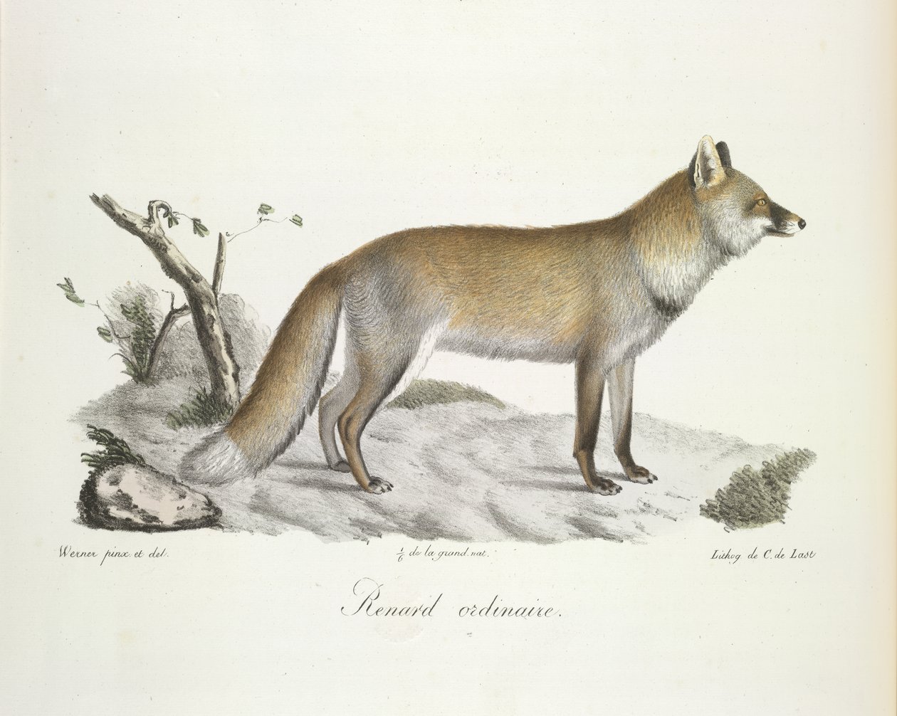 Raposa comum. Fox, de História Natural dos Mamíferos (lito colorido) de French School
