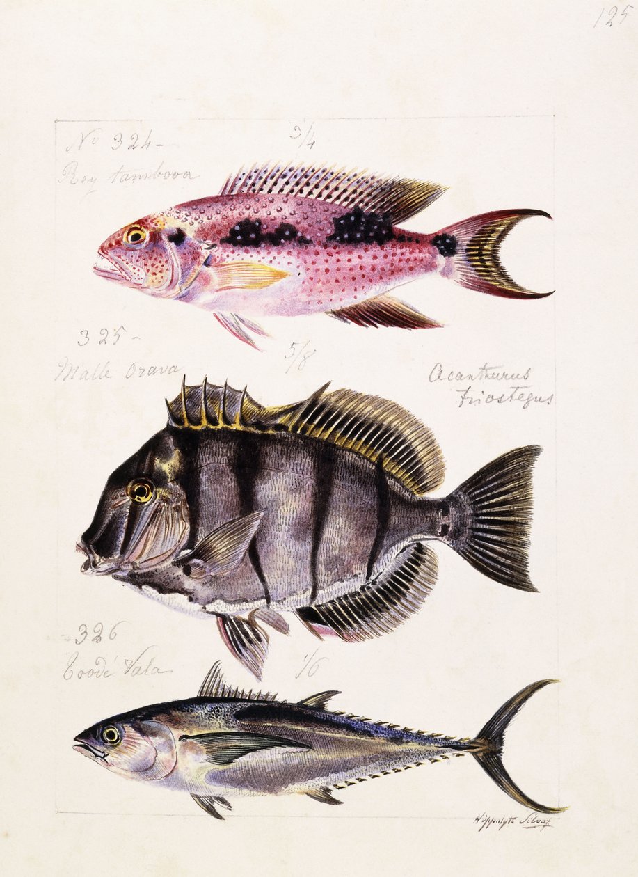Rey tambova etc, c.1850 de French School