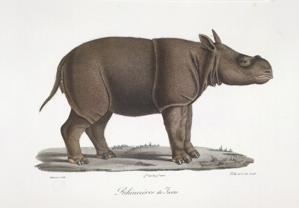 Rinoceronte de Java, da Histoire Naturelle des Mammifères (cor litho) de French School