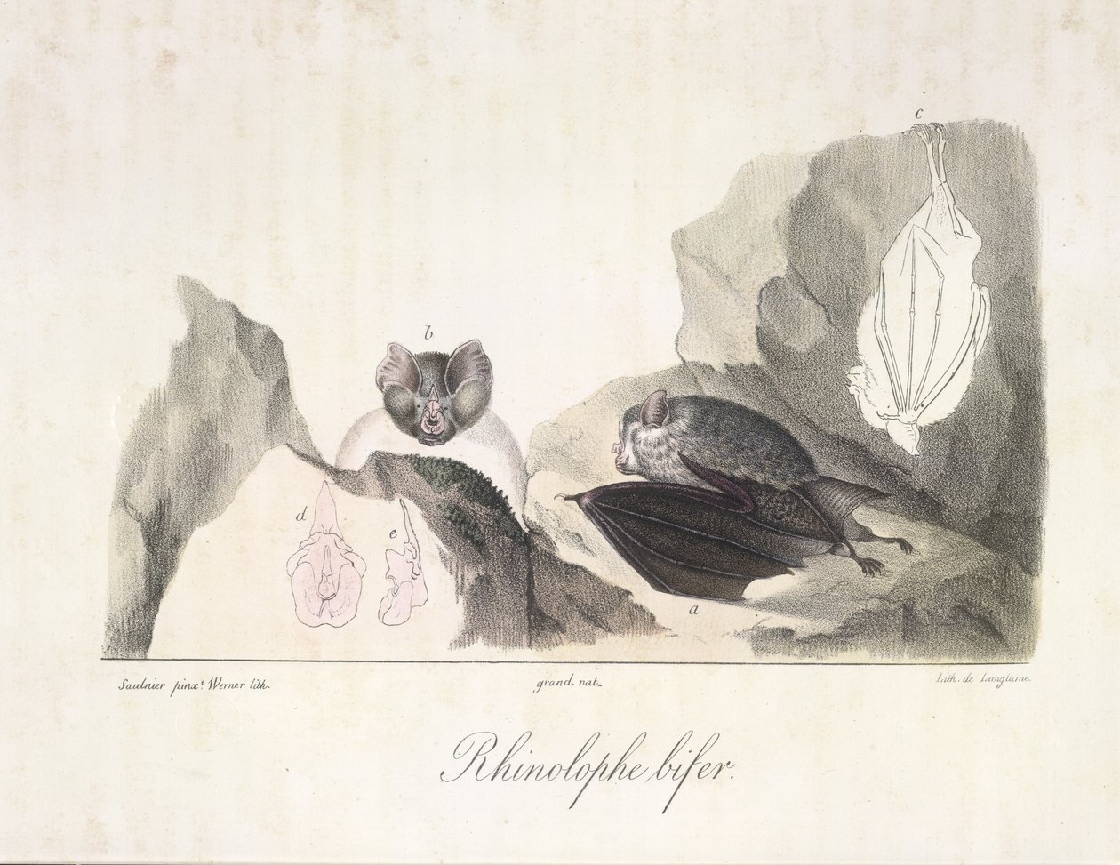 Rhinolophe bifer. Morcegos vampiros, da Histoire Naturelle des Mammifères (cor litho) de French School